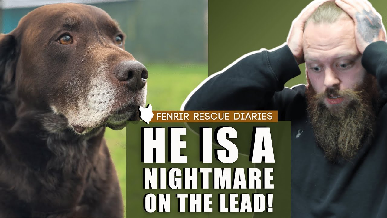 ABANDONED LABRADOR NIGHTMARE ON LEAD