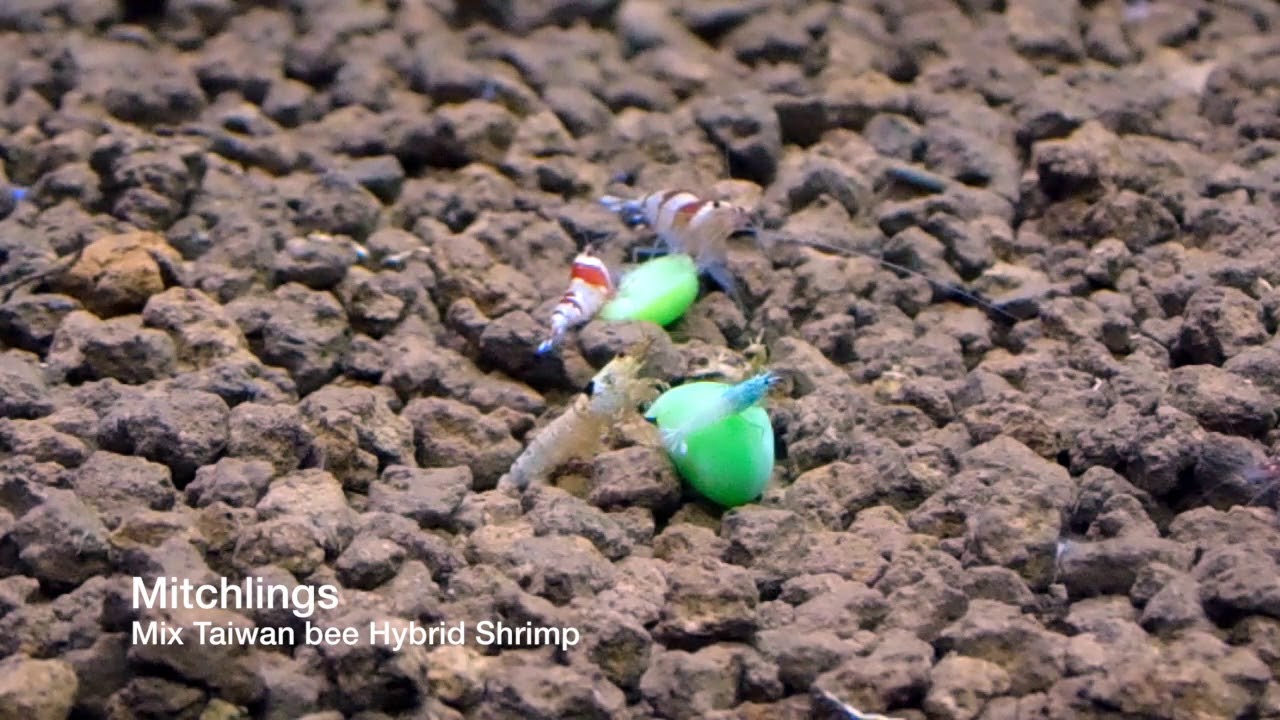 Feeding peas and nettles to shrimp