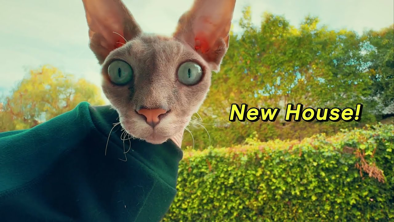 Sphynx Cats Move Into New House Vlog (• ˕ •マ