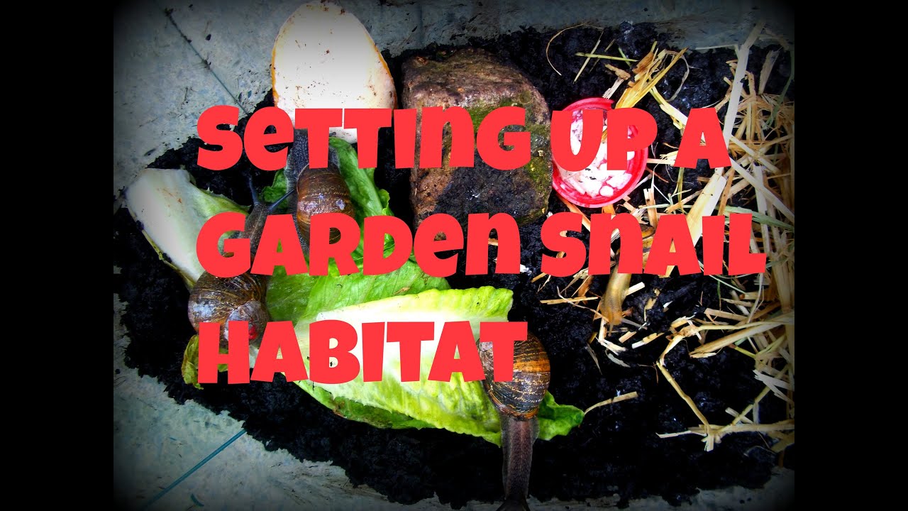 Setting Up A Garden Snail Habitat! | RosieBunneh