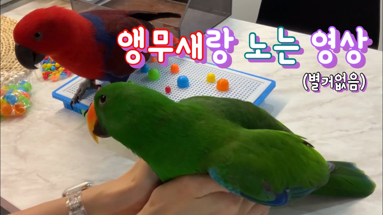 [지구젤리/일상] 별 거 없는 앵무새랑 노는 영상 (사람 말 많음 주의)