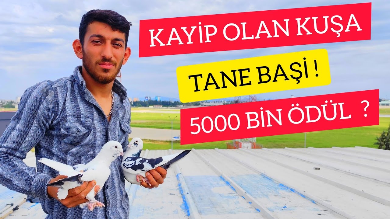 Kaçırdığı GÜVERCİNE Ödül Koydu 5000 Bin Değerinde..! Ahmet Baysal Şakirpaşa
