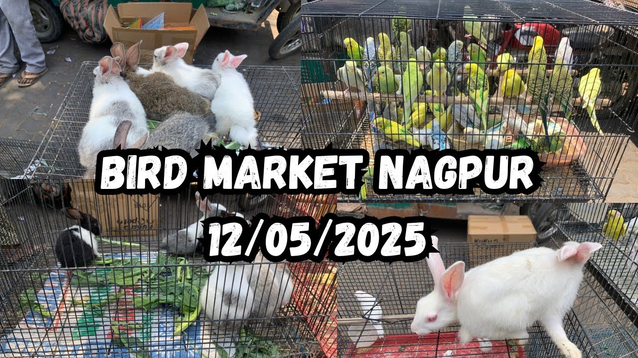 Bird Market Nagpur Today 12/05/25 | lakadganj Ka bird Market | Bird Sunday Market Nagpur ka
