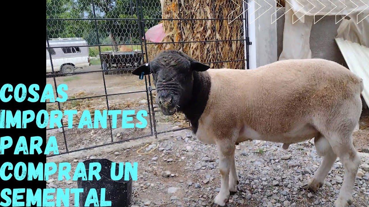 Ovinos, detalles para elegir un semental