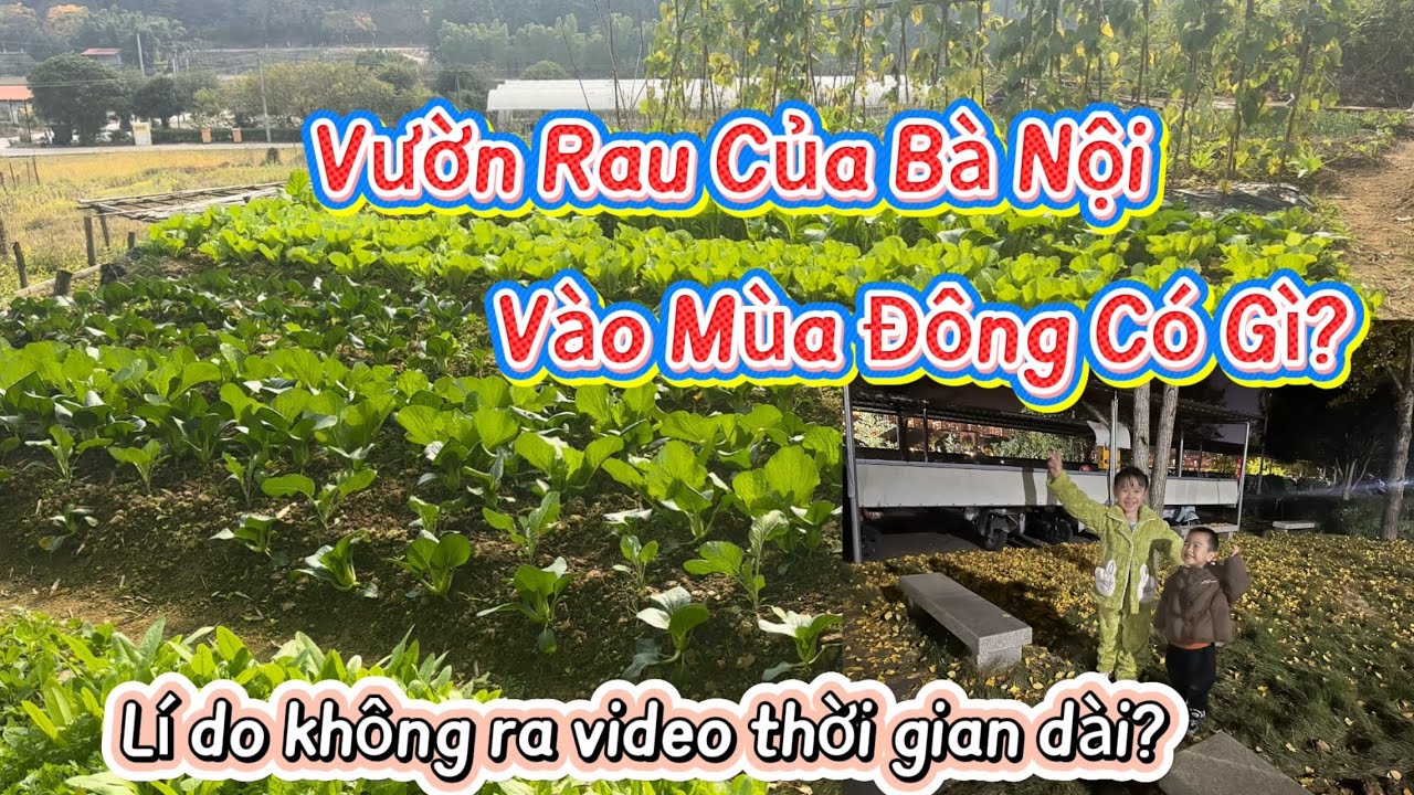 🌻439🌻Thời Gian Dài Không Ra Video Vì Sao? Ra Vườn Rau Của Bà Nội Năm Nay Trồng Những Gì?