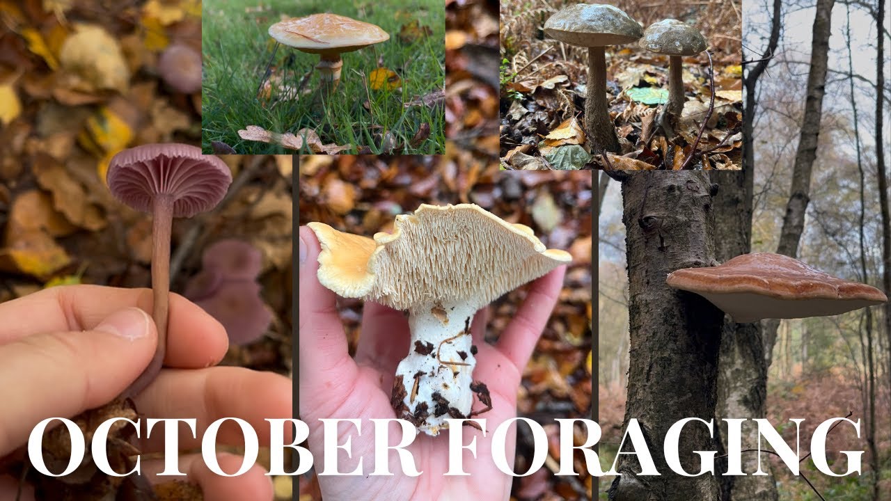 UK October Mushroom Foraging 2025  |  Hedgehog Mushroom, Amethyst Deceiver, Birch Polypore & more 🍂🍄