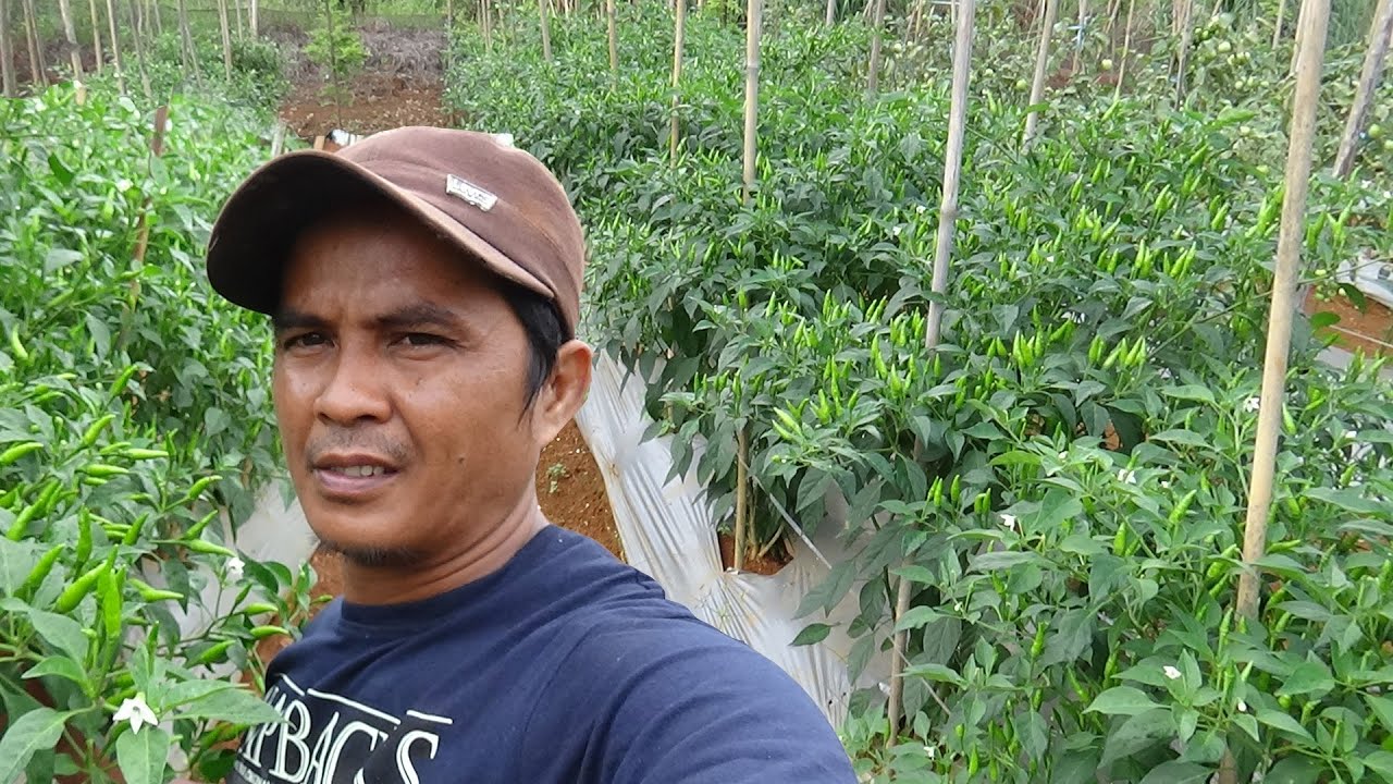 ANTI GAGAL❓ Panduan Singkat Menanam Cabe Rawit Hijau di Musim Hujan Buah Lebat & Bebas Hama Penyakit