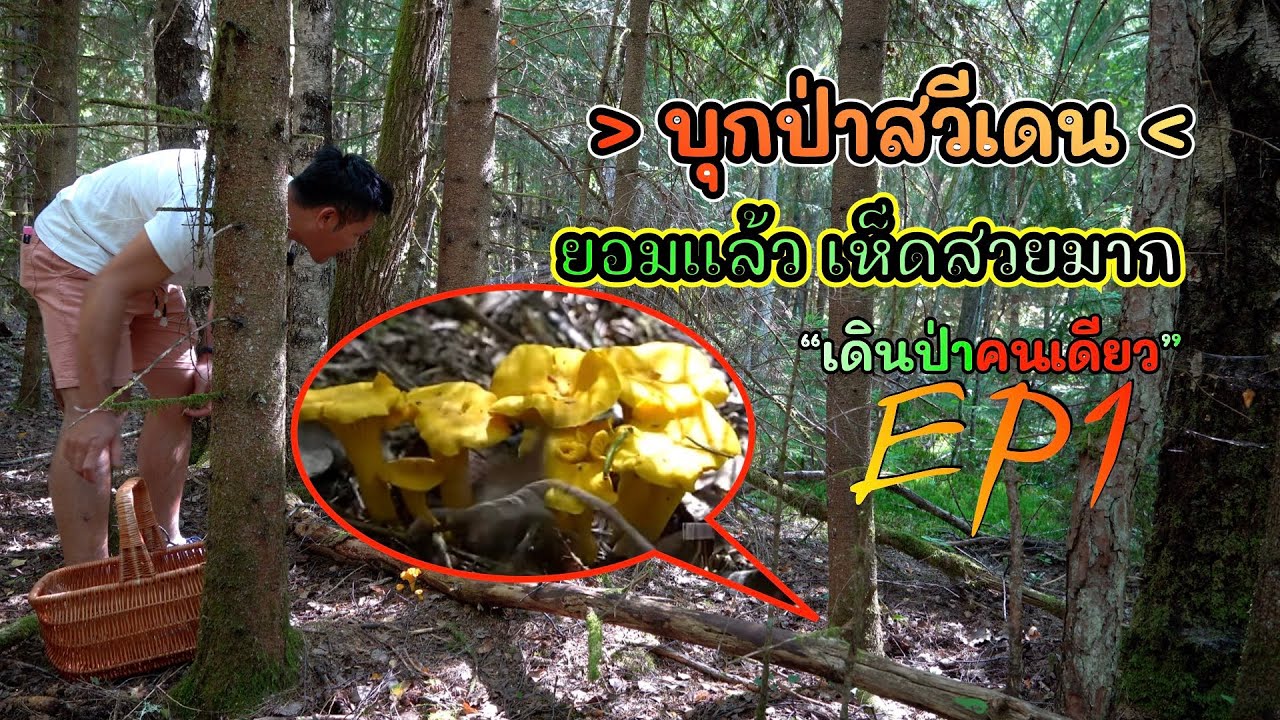 บุกป่าหาเห็ดสวีเดน EP1: ครั้งแรก! ลุ้นใจหายใจคว่ำ จะเจอเห็ดไหม สุดท้ายสมแล้วกับประเทศแห่งเห็ดป่า