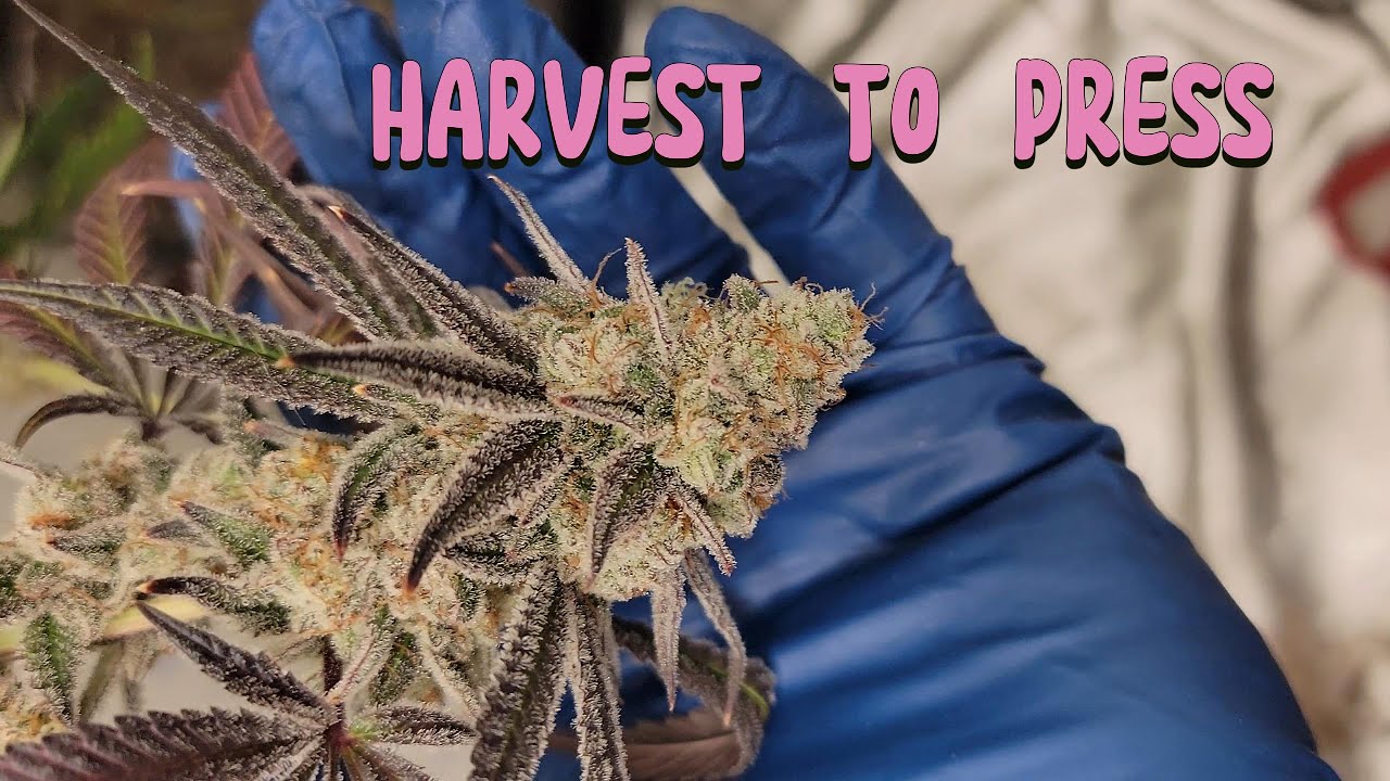 DANTES INFERNO X TROP CHERRY | HARVEST | WASH | PRESS | ORGANIC