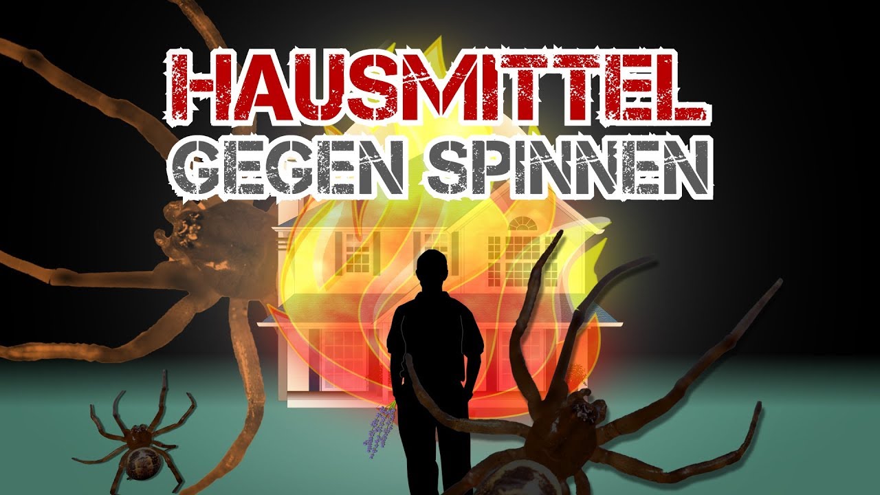Spinnen vertreiben: Diese Hausmittel helfen