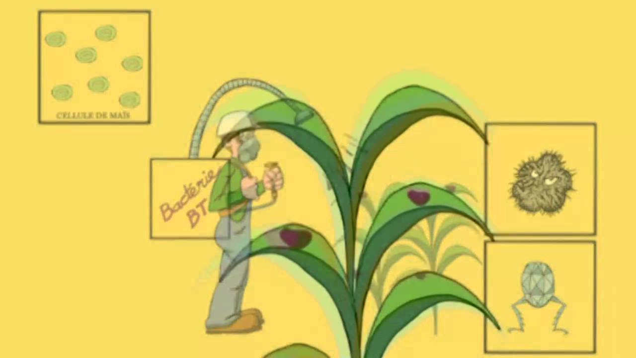 Une animation pour le maïs BT (OGM)