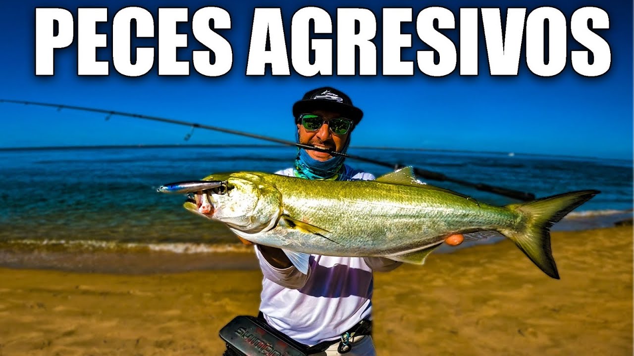 Amanecer INTENSO de PESCA en SUPERFICIE | PECES picando AGRESIVOS