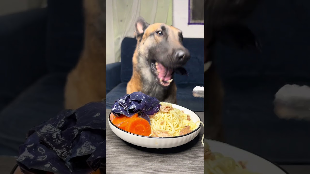 Hungry Dog 🐕
