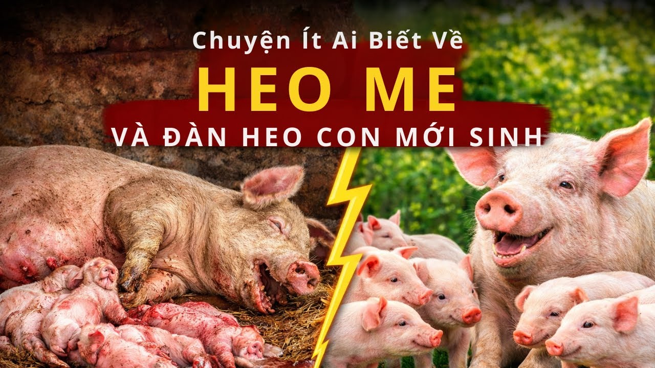 Chuyện Ít Ai Biết Về Heo Mẹ Và Đàn Heo Con Mới Sinh | Phép Màu Cho Mỗi Sinh Mệnh