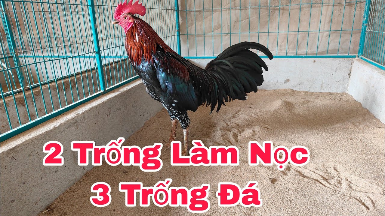 Thú Y Phương Luận| Lâu Lâu mới có, nhanh tay nha ae. 0939.027.527