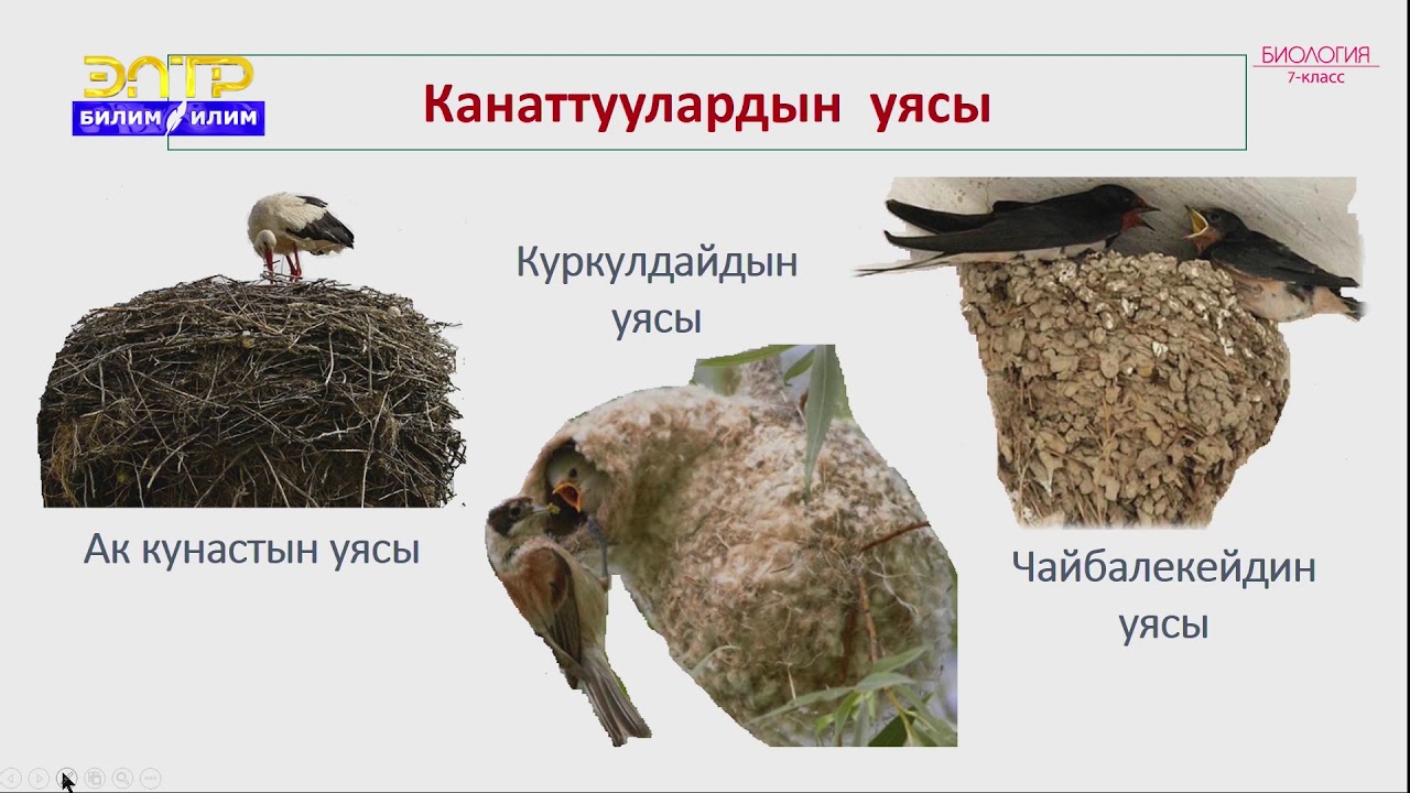 7-класс | Биология | Канаттуулар классы