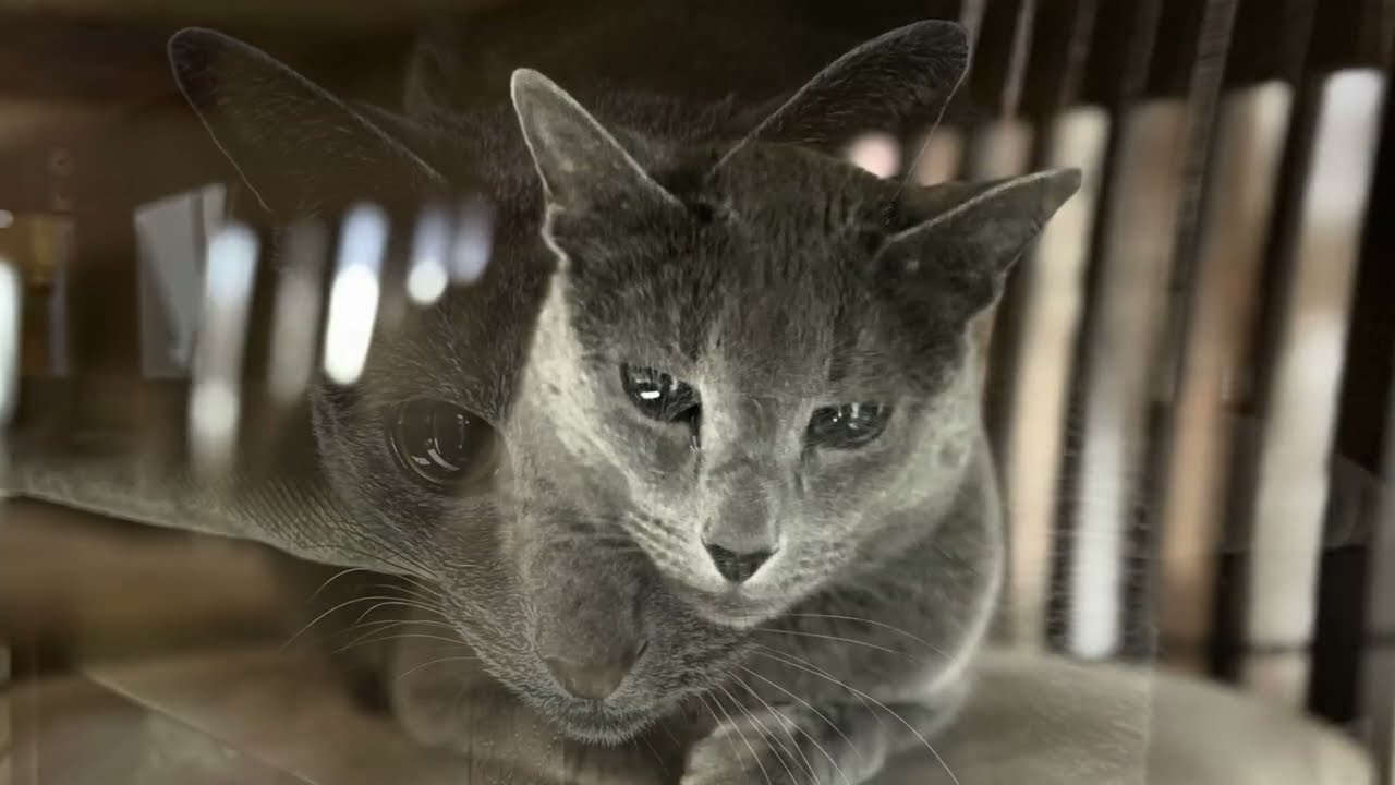 Misse a Russian blue cat