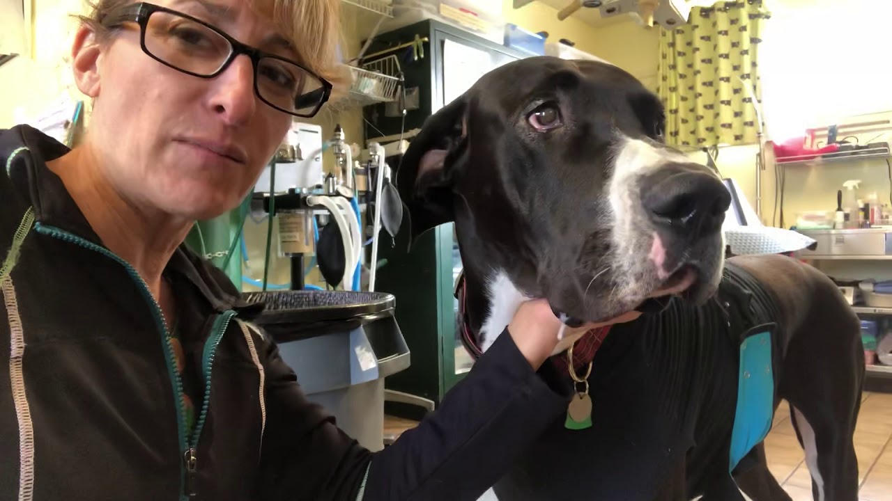 Gastropexy in a Great Dane at time of neuter surgery. Cost, advantages and questions for your vet.