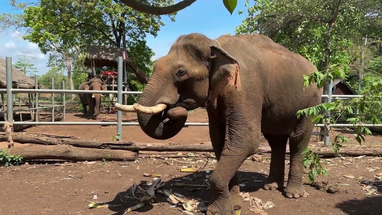 Ratanakiri Escapes, Elephants & Waterfalls in Cambodia's Wild Northeast