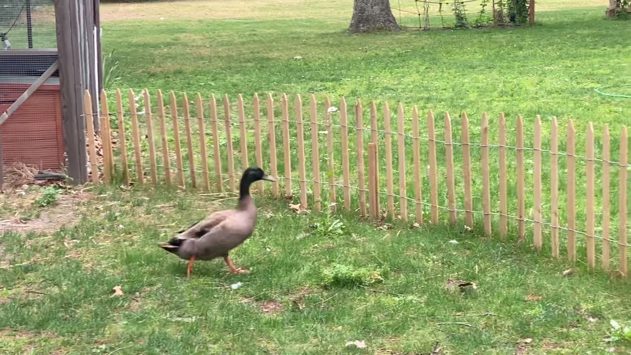 Khaki Campbell Duck Flying