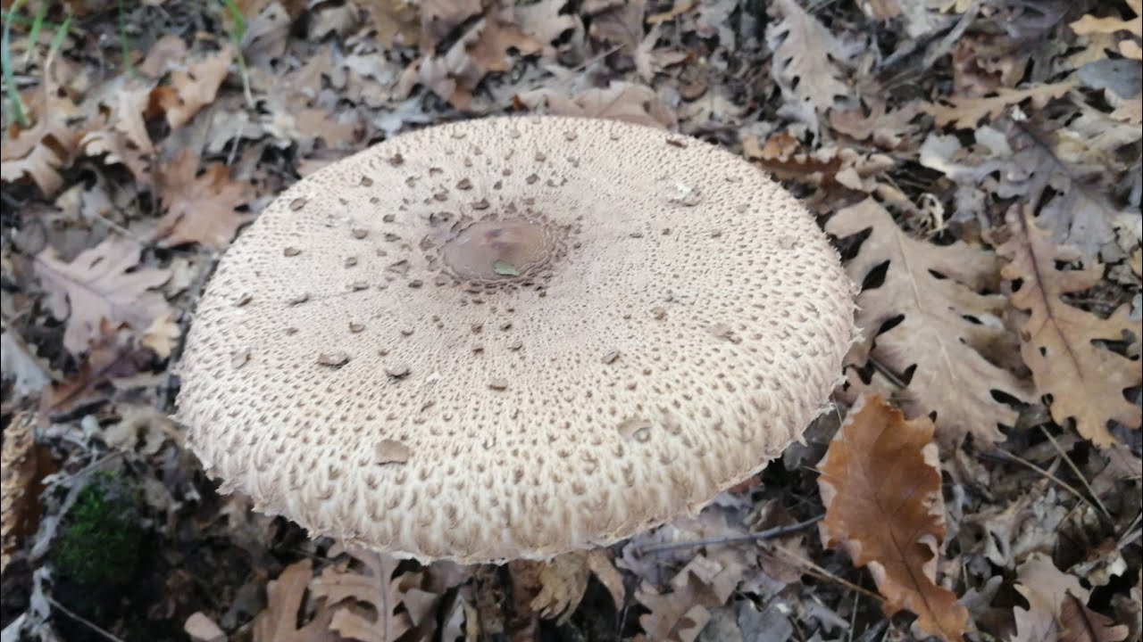 Şemsiye mantarı (Macrolepiota Procera) bahsettik, bulduk. Keyifli seyirler.
