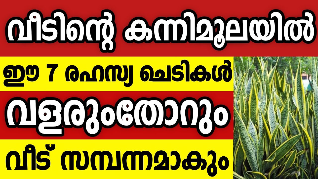 വീടിന്റെ കന്നിമൂലയിൽ നട്ടാൽ സമ്പത്തിനെ ആകർഷിക്കുന്ന 7 ചെടികൾ vastu tips malayalam