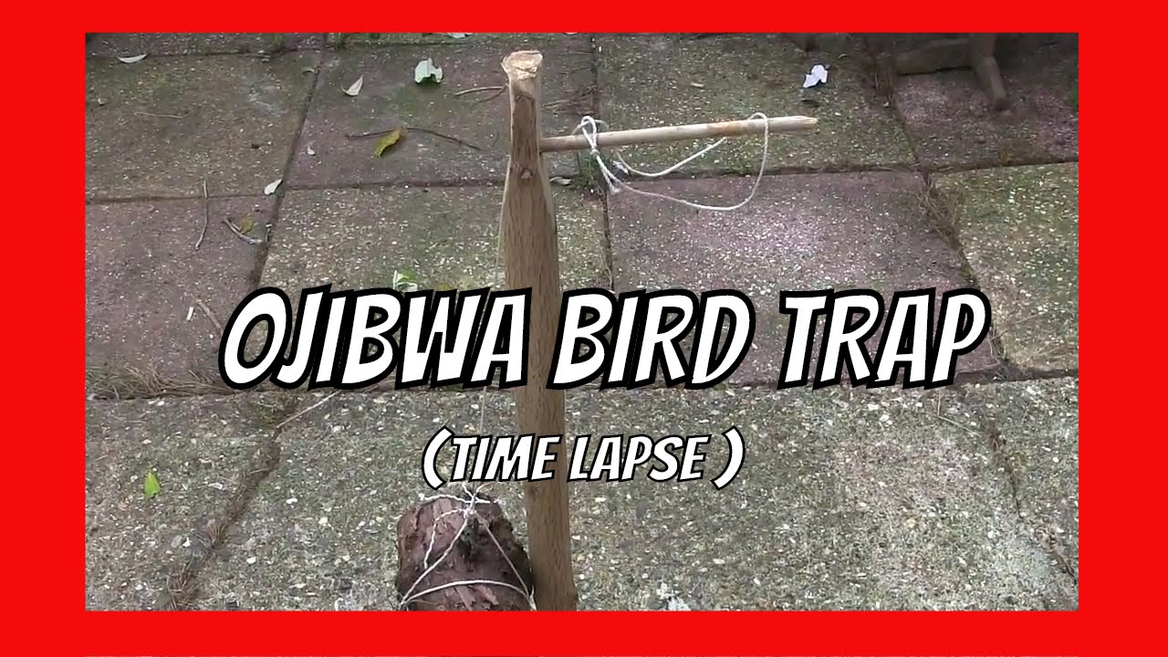 Ojibwa Bird Trap Making