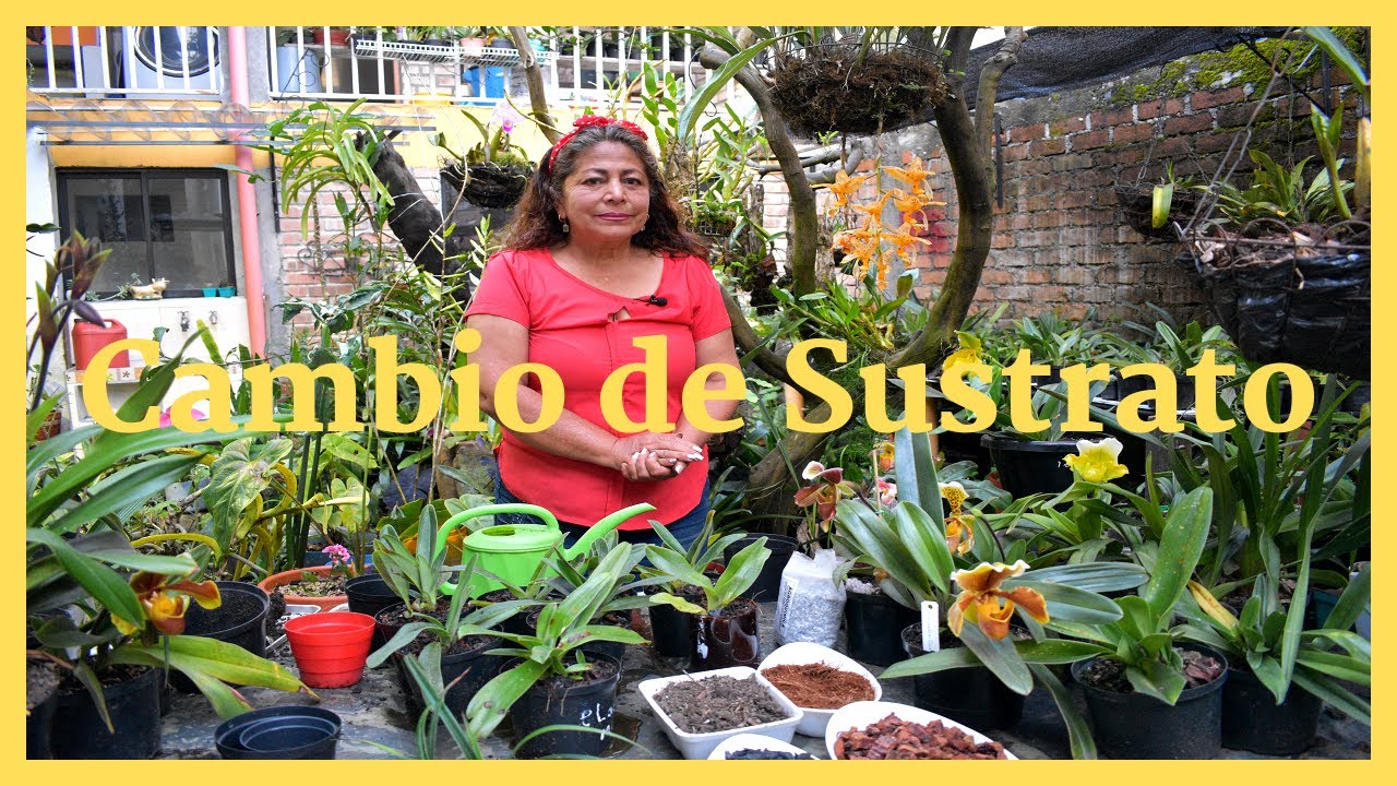 ¿CAMBIO de sustrato a TODOS mis Zapaticos? | Sustrato ideal para Paphiopedilum y Phragmipedium
