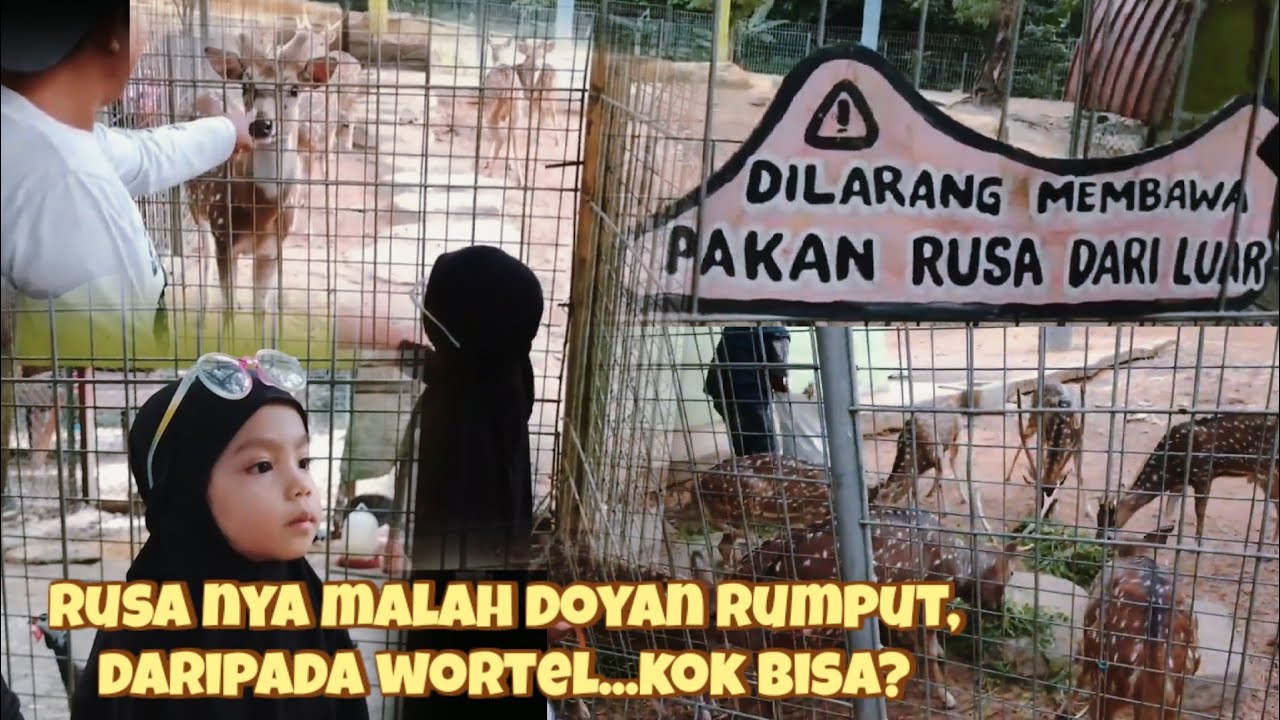 Kasih Makan Rusa(Taman Rusa Batam part 1)