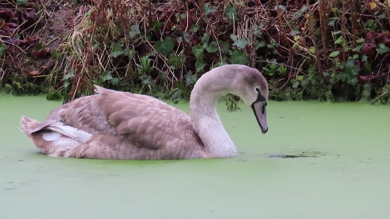 A rainy day at Rye Meads