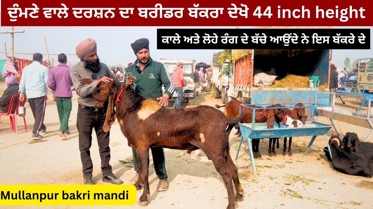 ਲੋਹੇ ਰੰਗ ਦਾ ਲੰਮੇ ਕੰਨਾਂ ਵਾਲਾ ਬੱਕਰਾ ਰੂਹ ਖੁਸ ਹੋ ਜੂ ll mullanpur mandi || #goat #iltilanatv