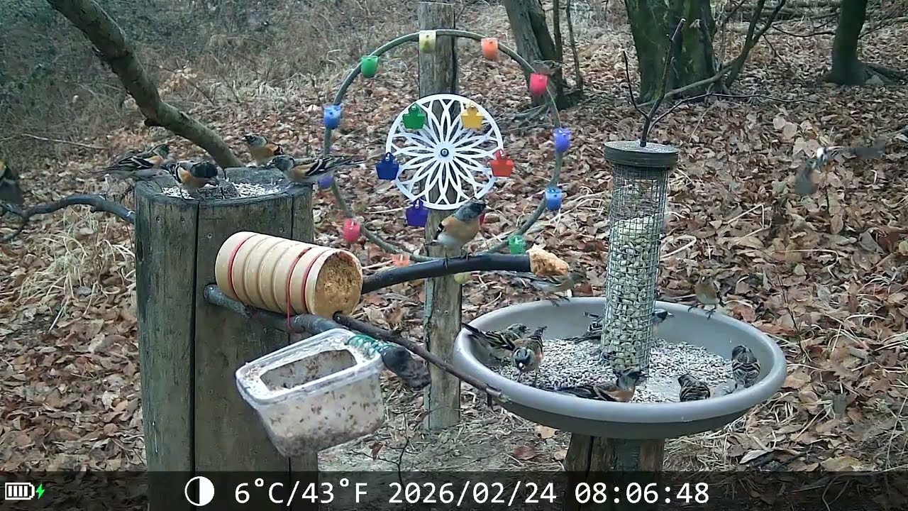 20260224 POSATOIO - BIRD FEEDER