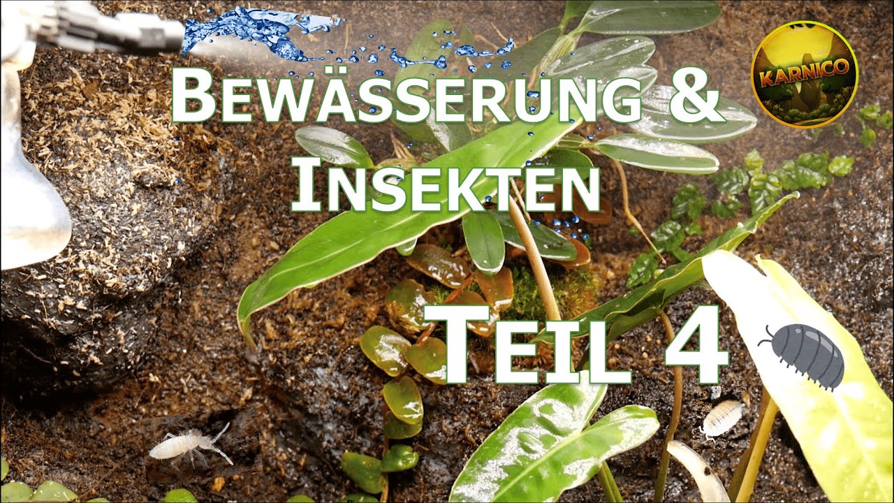 Episches Tropenterrarium Teil 4: Tropische Asseln, Springschwänze, Beregnung und Entwässerung