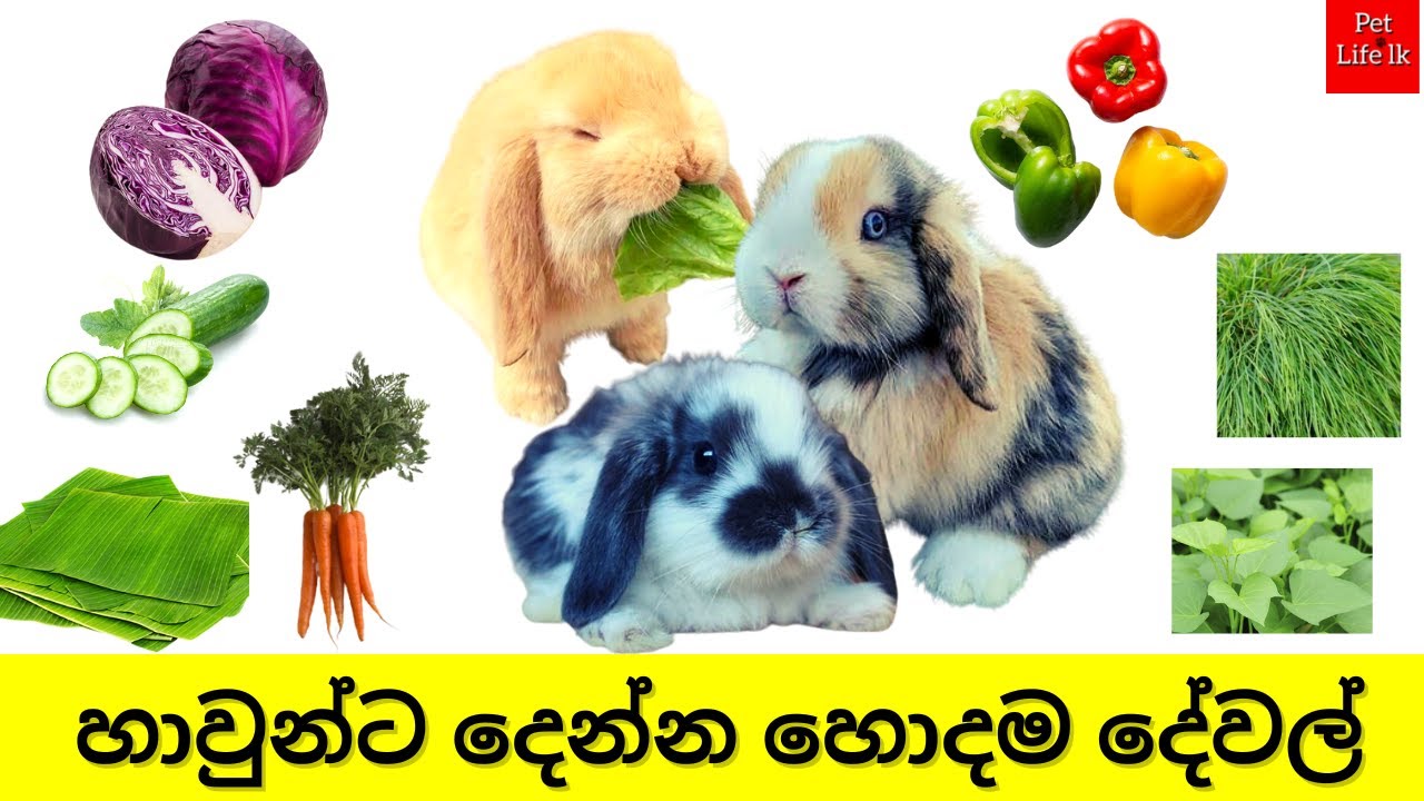 25 Safe Foods for Rabbit |හාවුන්ට හොද කෑම 25ක් | Bunny Food Sinhala - PetLifeLk