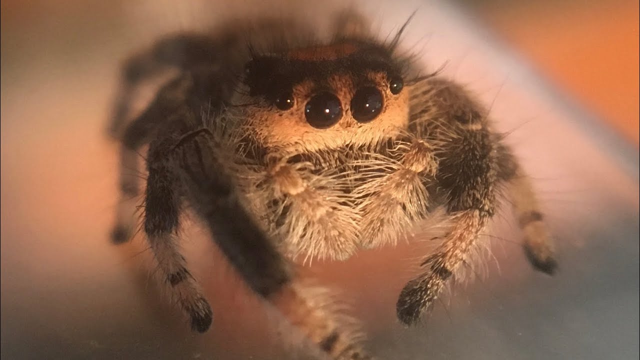 Phiddipus regius, REGAL JUMPING SPIDER quick CARE video