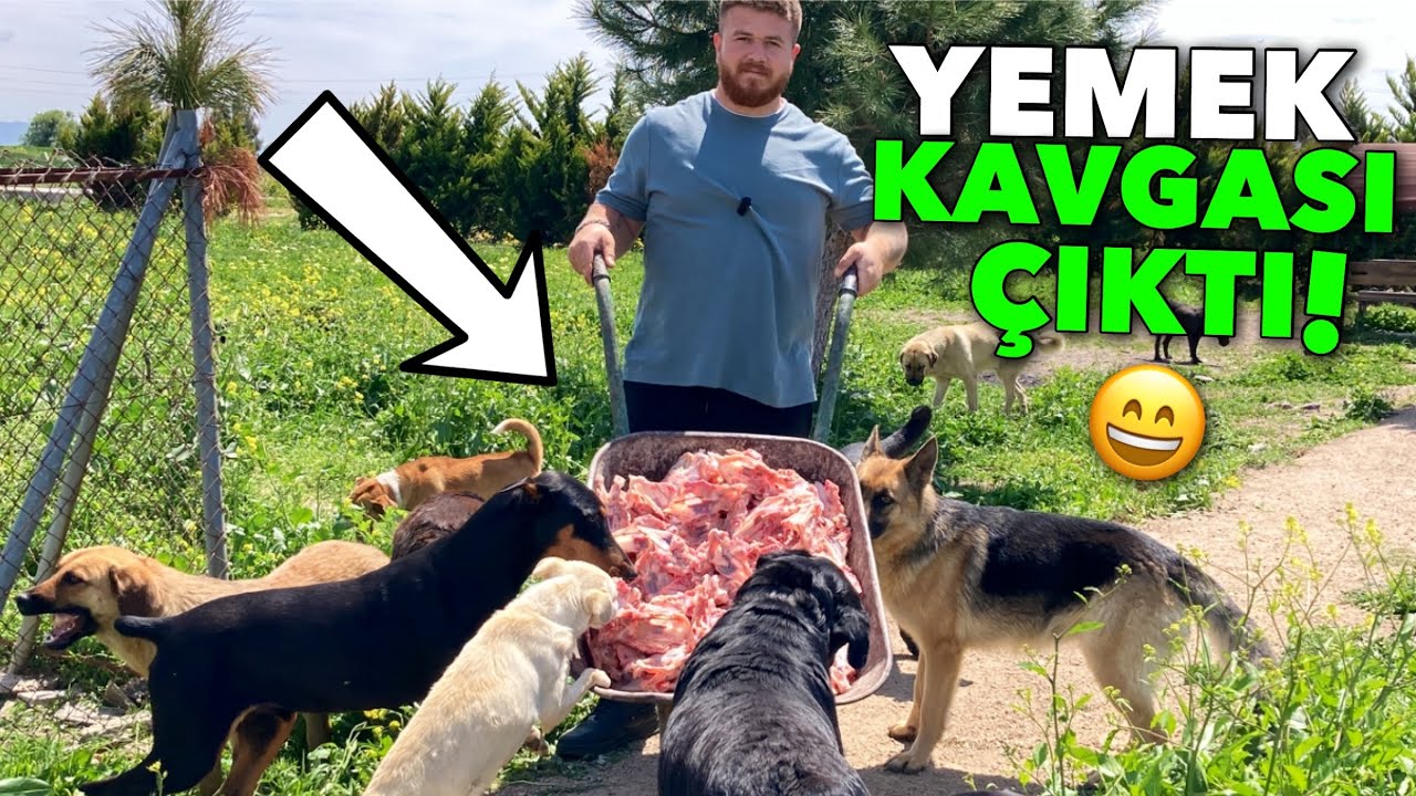 Я устроил своим собакам пир из 90 кг курицы — они не могли поделиться и начали драку! 🐶🍗🔥
