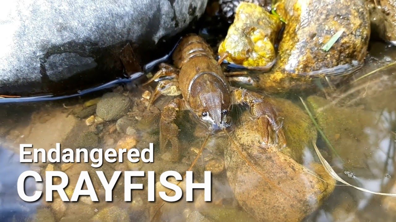 CRAYFISH, Brown Trout, lighting a fire and chocolate bananas, Co. Wicklow, Ireland