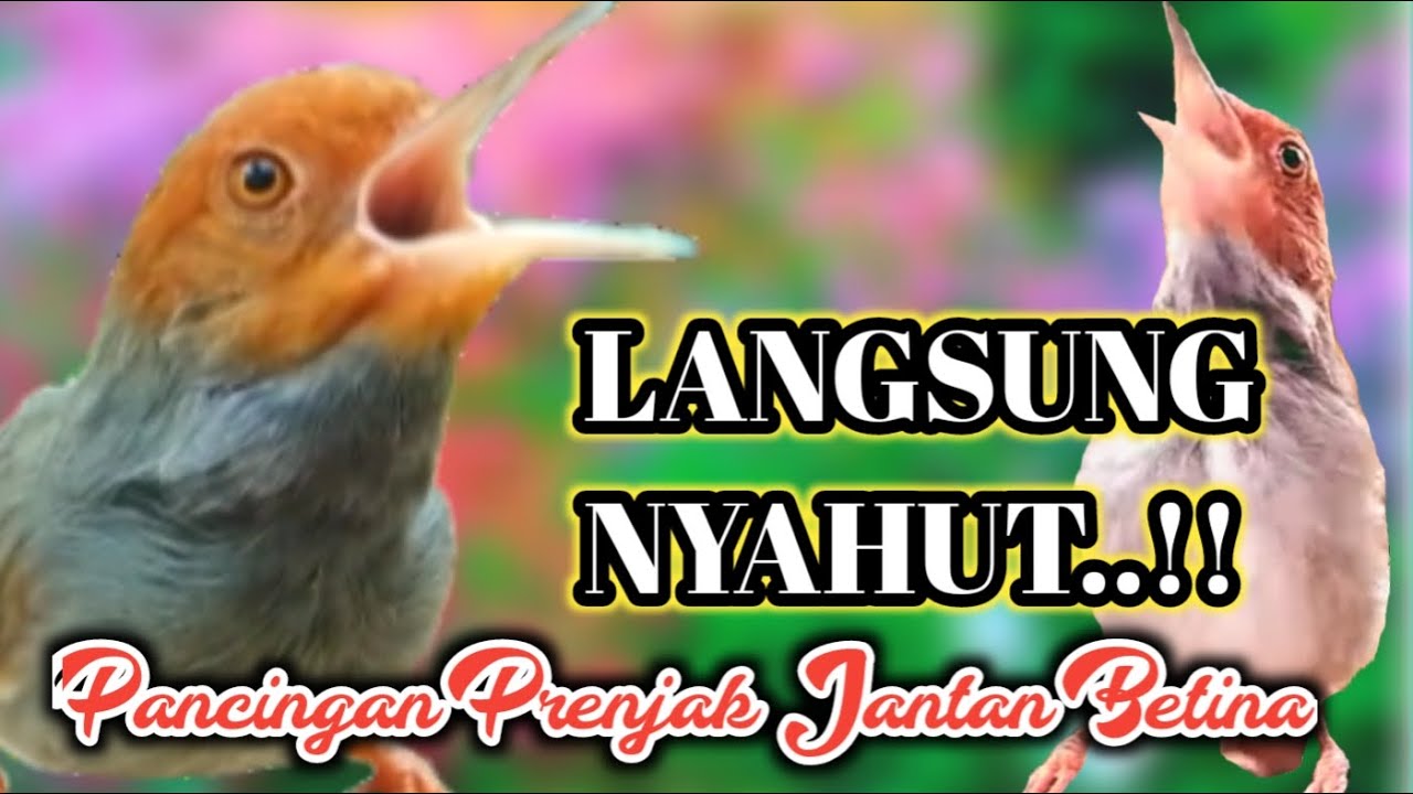 Prenjak Kepala Merah Jantan Betina Gacor Ampuh Buat Pancingan Prenjak Bahan
