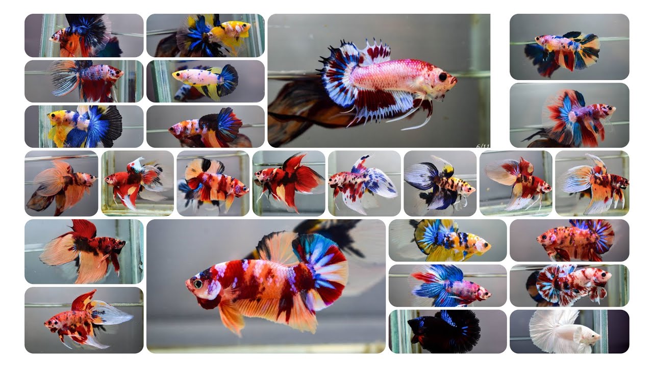 🌟 40 Betta Fish Varieties That Will Amaze You! 🐟✨