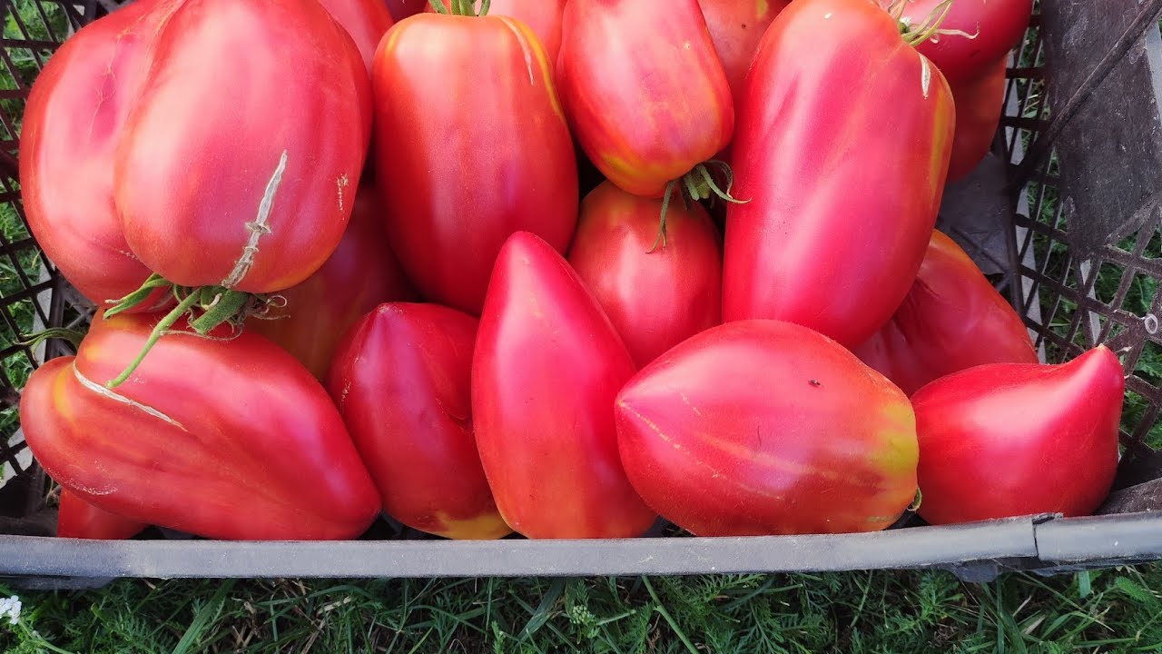 Сорт томата -  Сердце Марты (Martha's Heаrt )