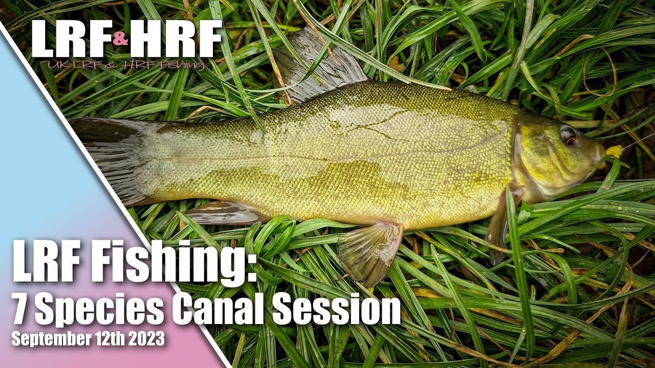 LRF Fishing: Tench, Bream & More - 7 Species Canal Session