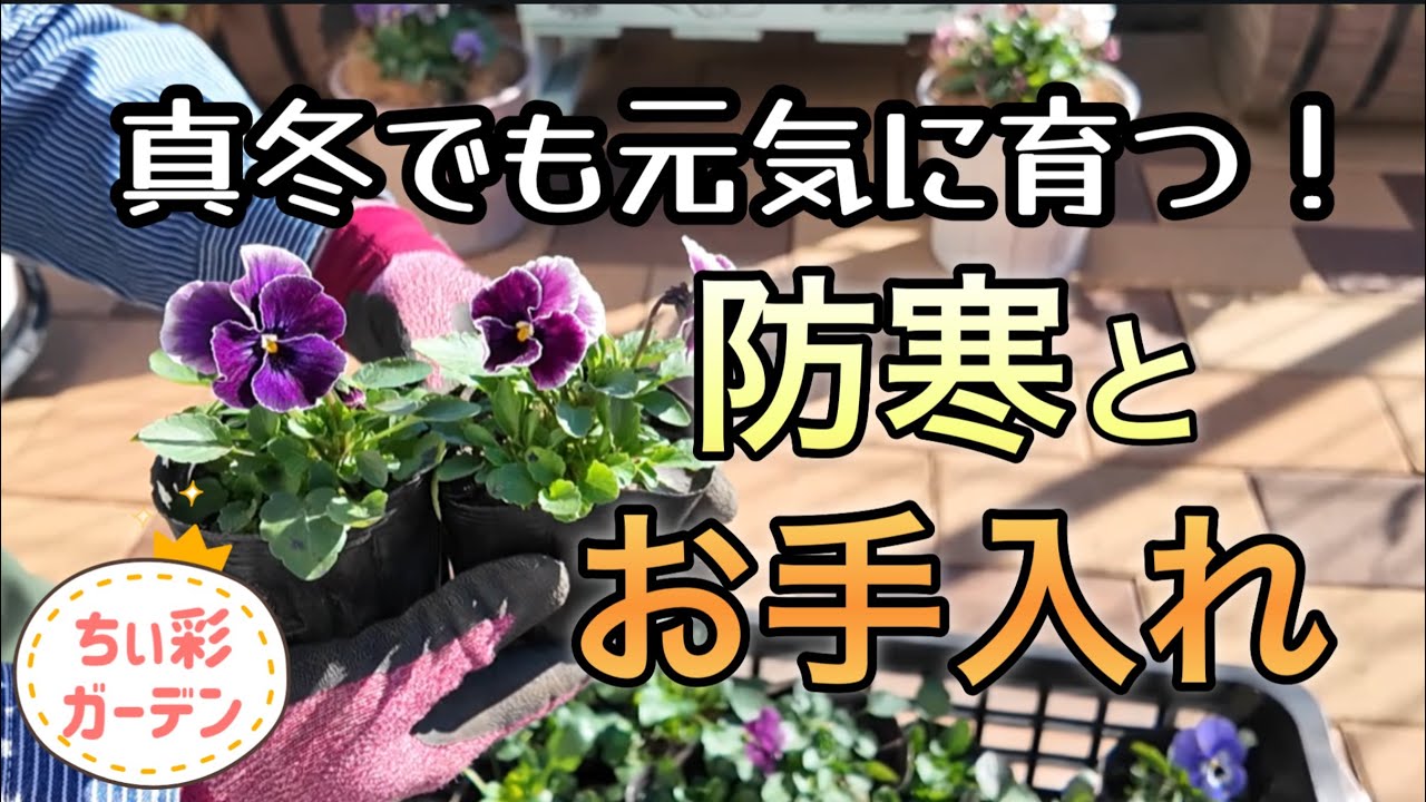 真冬でも元気に育つ！防寒とお手入れ