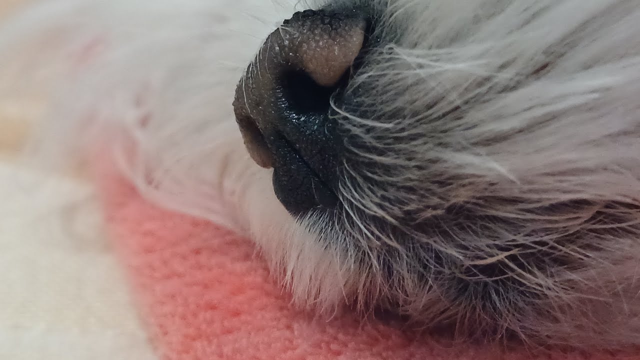 내 팔이 저려도 너만 좋다면.... #강아지일상 #말티즈일상 #이쁜이네 #긁기지옥 #dog 