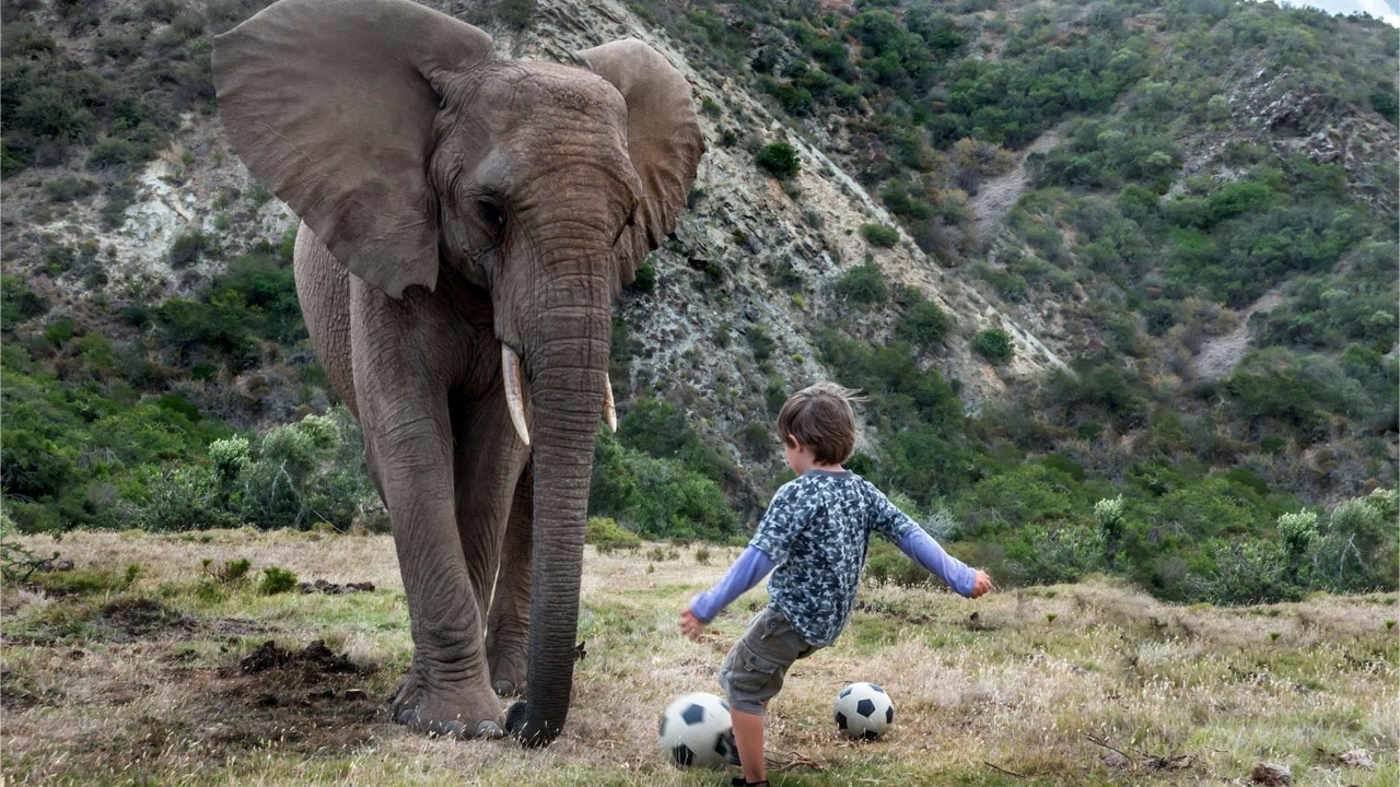 Boy Plays Football With A 3-Tonne Elephant