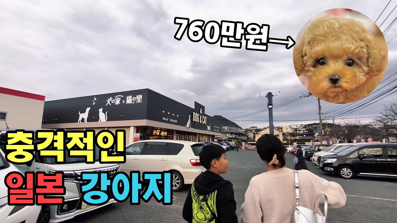 일본의 760만원 하는 강아지를 보러 갔습니다