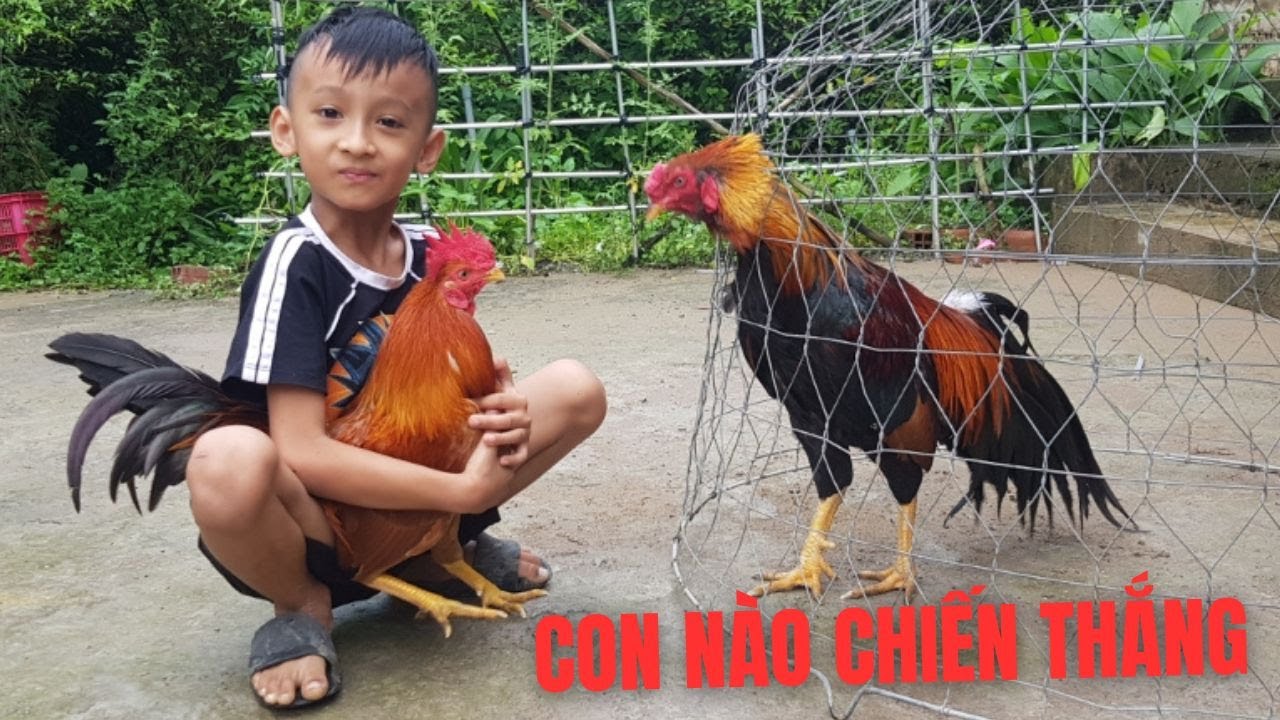 2 gà trống thi tài siêu hài 🐓 – Kết thúc bất ngờ, gà mái thuộc về ai? 😍