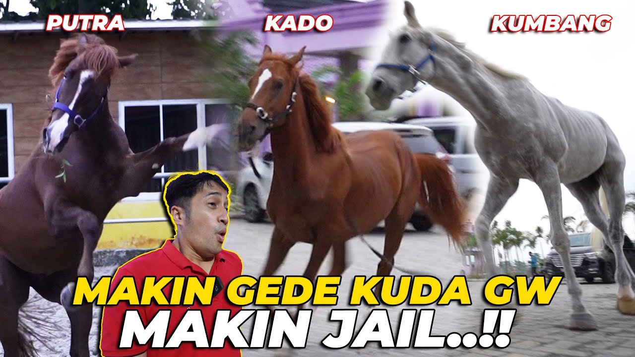SAMPE TEPAR..!! NGURUS 3 KUDA GW SI KUMBANG, KADO DAN PUTRA..! MAKIN AKTIF MAKIN JAIL..!!