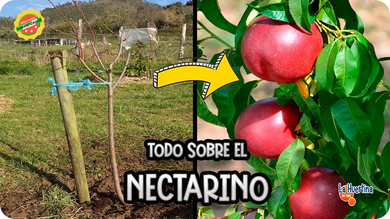 Como debes plantar Un NECTARINO Para su mejor producción || La Huertina De Toni