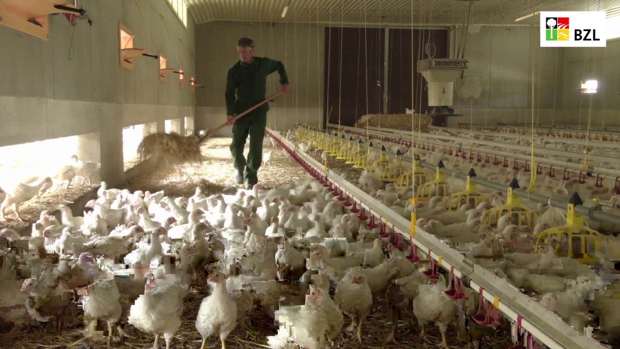 Tierwohl in der Geflügelhaltung: Hähnchenmaststall mit großzügigem Auslauf