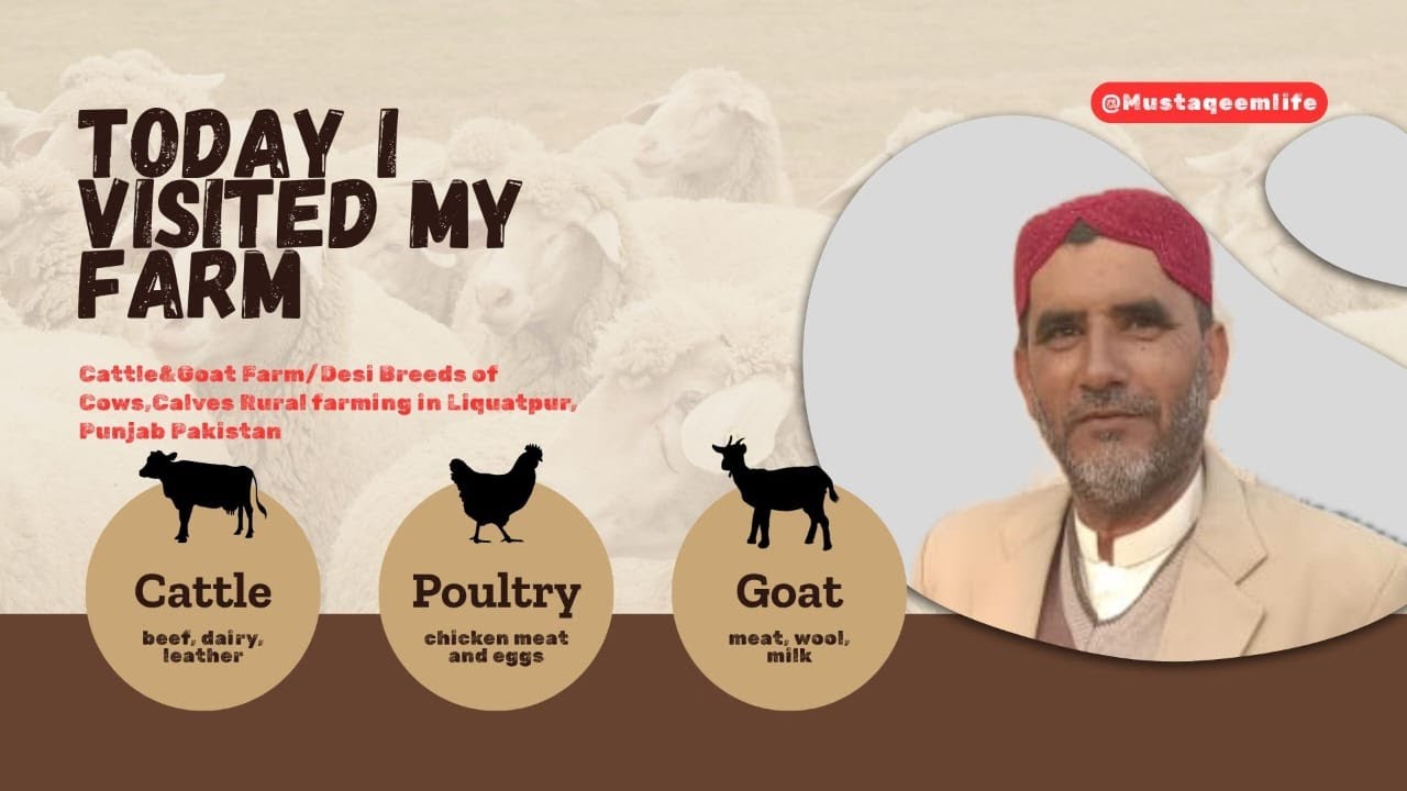 MustaqeemLife Cattle & Goat Farm  Desi Breeds of Cows, Goats & Calves  Rural Farming in Pakistan